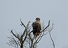 MMB 0614 Havorn